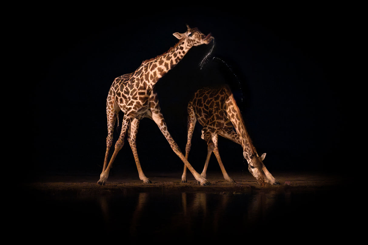Giraffometry... Poster och Canvastavla
