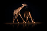 Giraffometry... Poster och Canvastavla