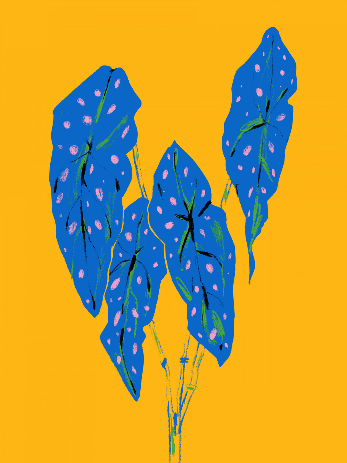 Begonia Maculata Blue and Yellow Poster och Canvastavla