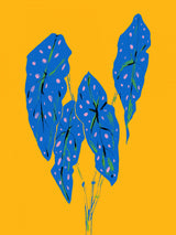 Begonia Maculata Blue and Yellow Poster och Canvastavla