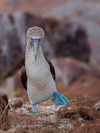Blue-footed Booby Poster och Canvastavla