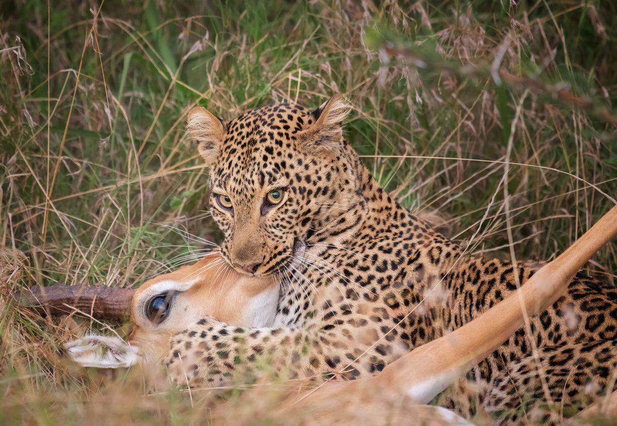 Leopard Hunting Poster och Canvastavla