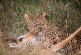 Leopard Hunting Poster och Canvastavla