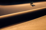 The Solitary Tree in the Desert Poster och Canvastavla