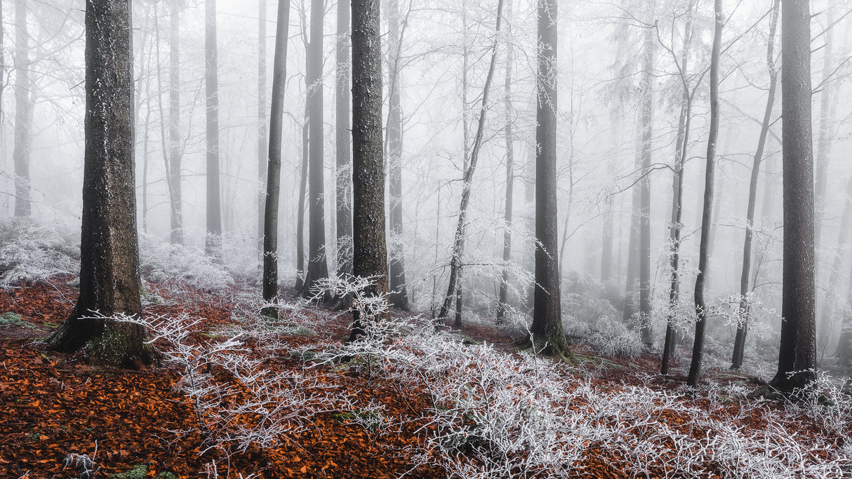 Winter moods Poster och Canvastavla