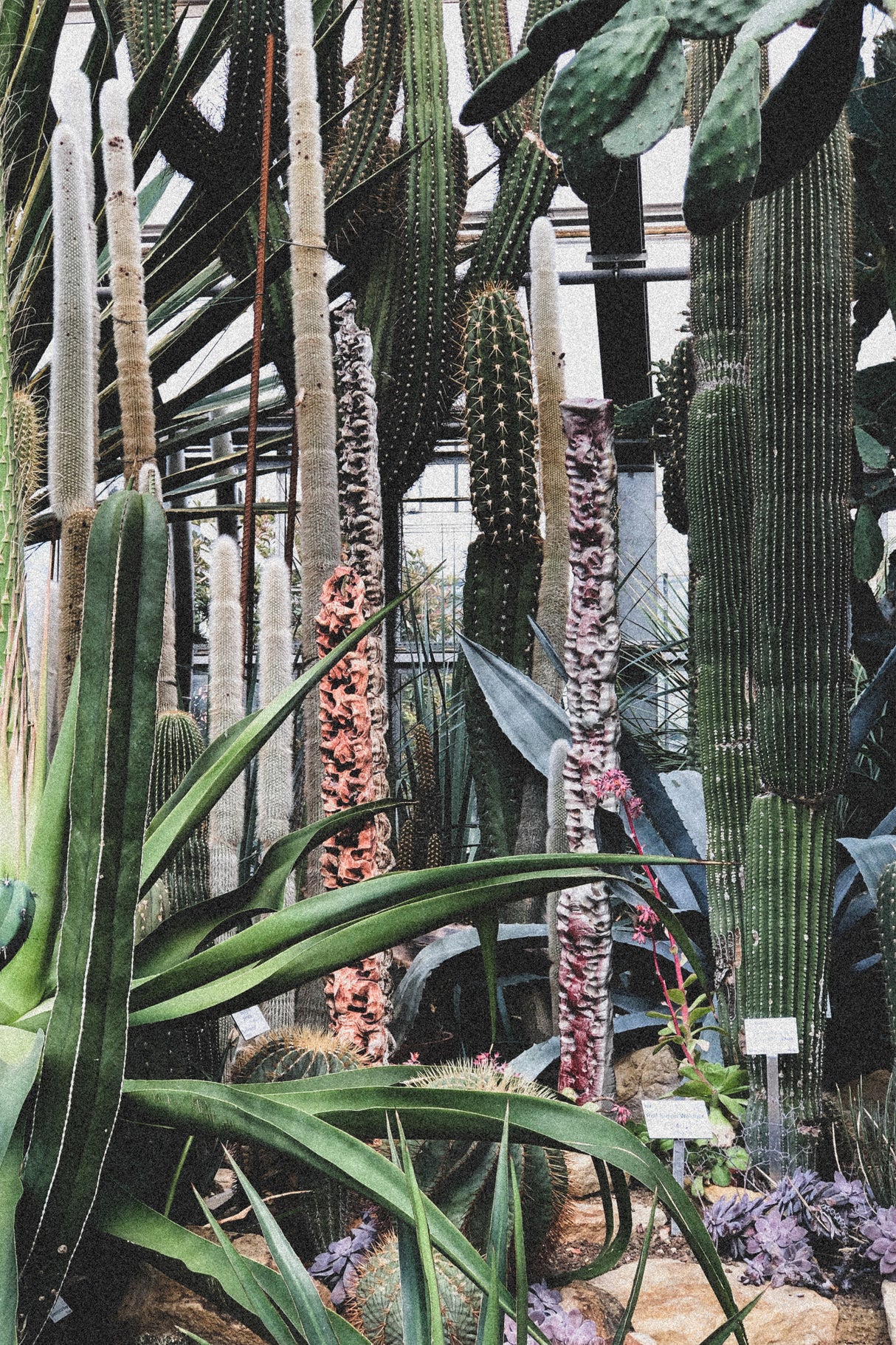 Botanical Garden Poster och Canvastavla