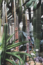 Botanical Garden Poster och Canvastavla