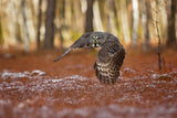 Great grey owl Poster och Canvastavla