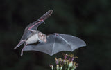 Nectar at night Poster och Canvastavla