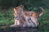 Playful lion cubs Poster och Canvastavla