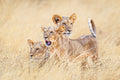 Kittens of the grasslands Poster och Canvastavla