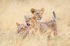 Kittens of the grasslands Poster och Canvastavla