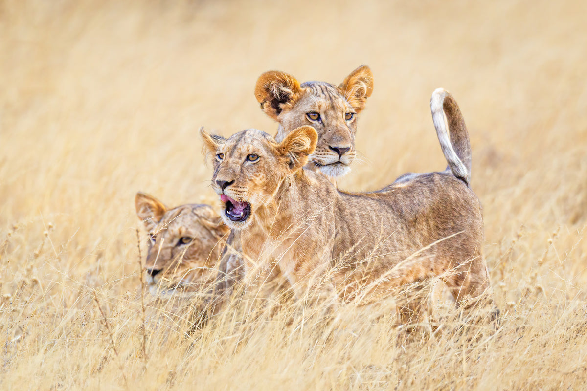 Kittens of the grasslands Poster och Canvastavla