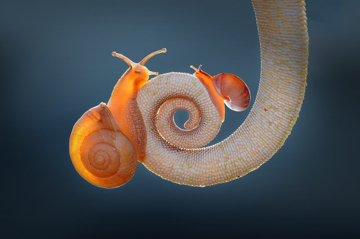 Snail and Tail Poster och Canvastavla