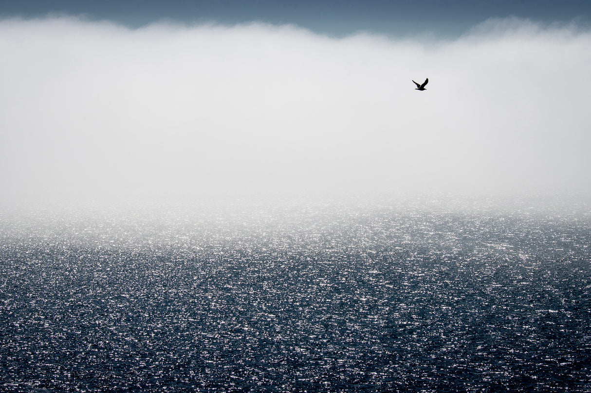 Gulls don't care for the fog Poster och Canvastavla
