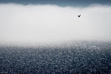 Gulls don't care for the fog Poster och Canvastavla
