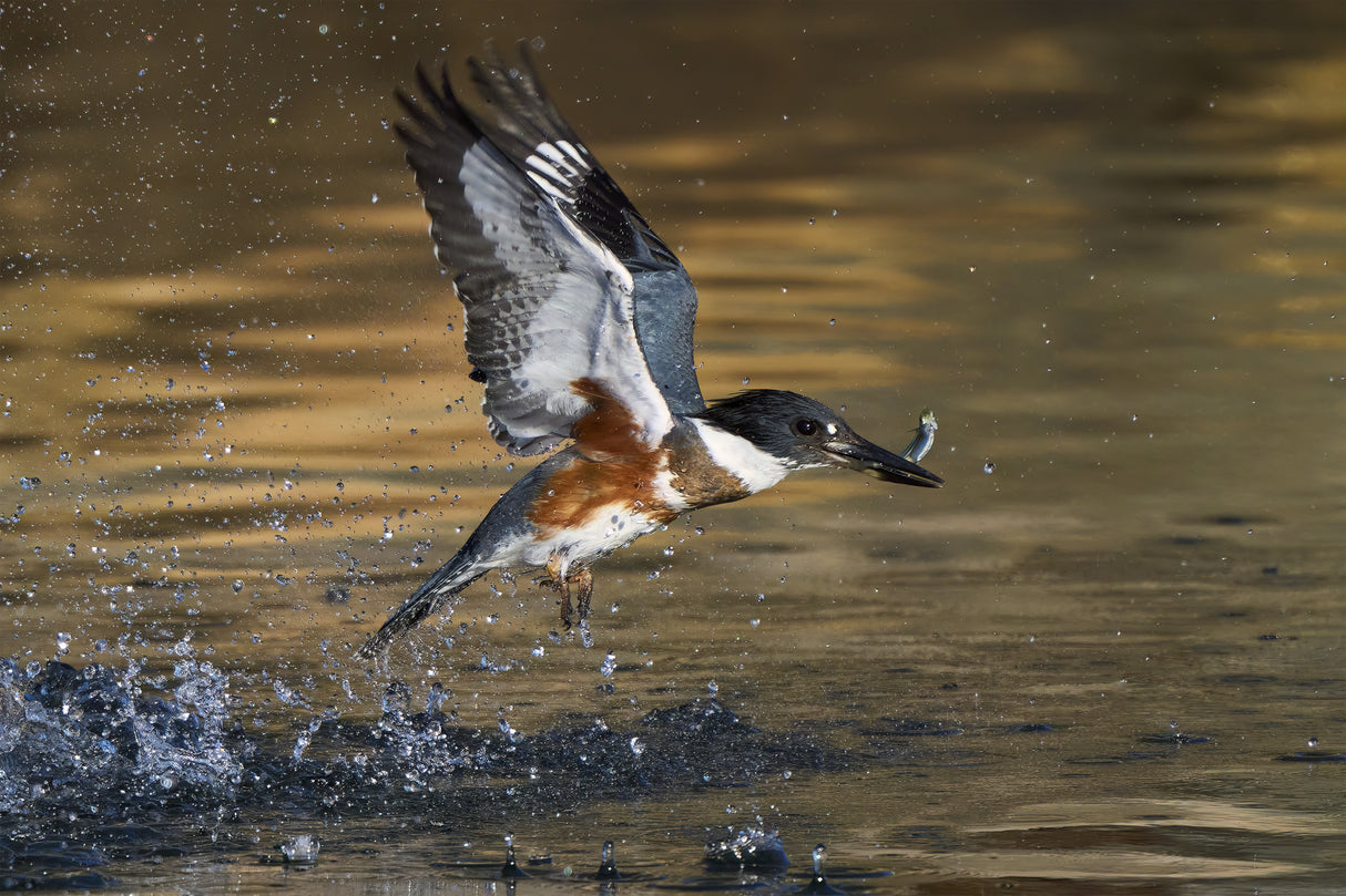 Belted Kingfisher Poster och Canvastavla