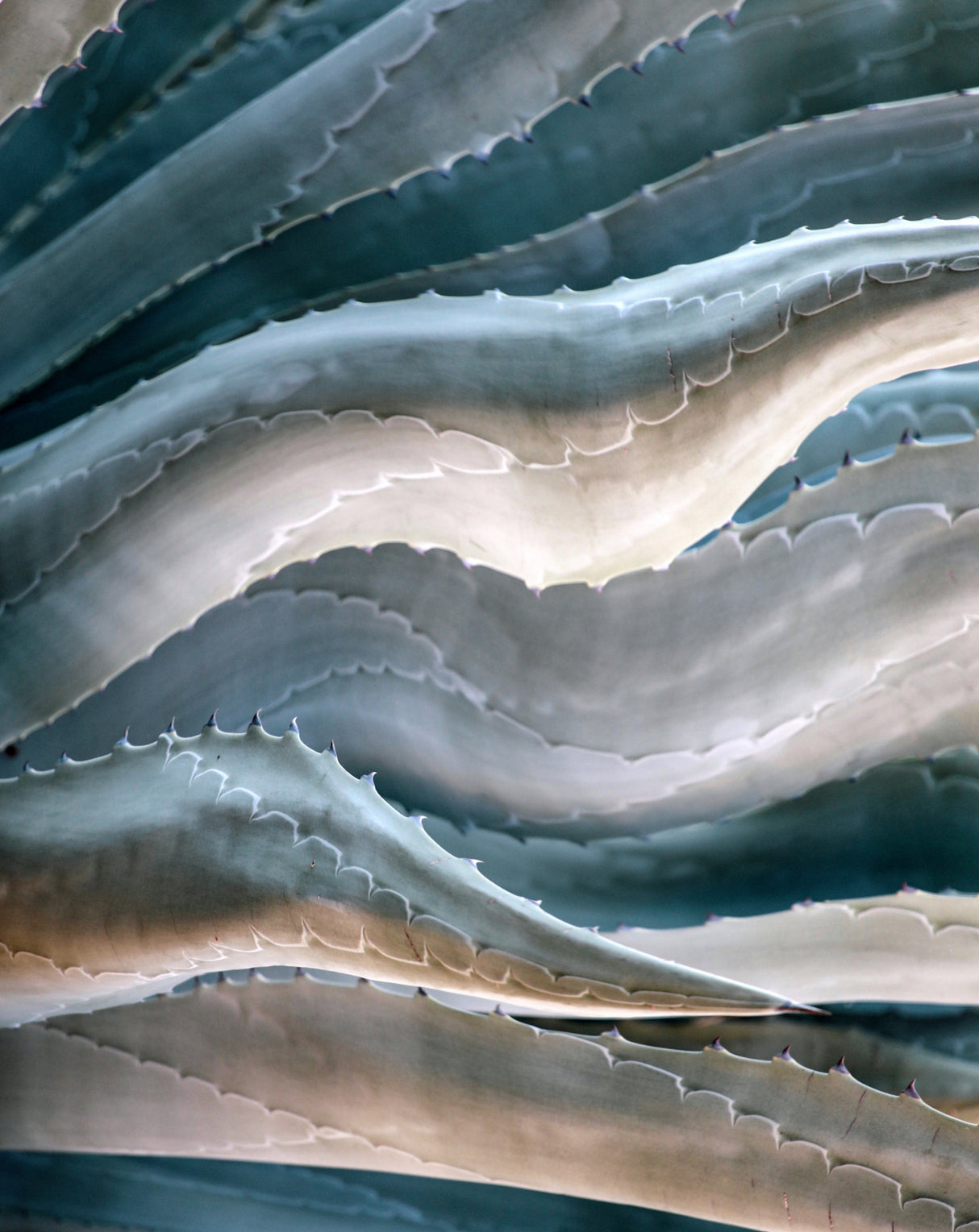 West Coast Waves Poster och Canvastavla