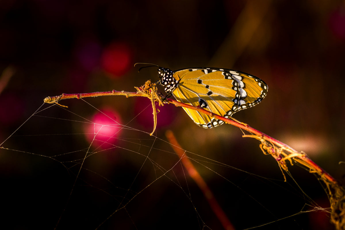 Butterfly Poster och Canvastavla