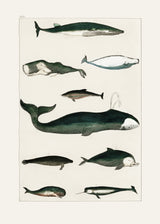 Vintage Whale Poster Poster och Canvastavla