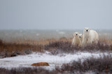 Mother with Cubs Poster och Canvastavla