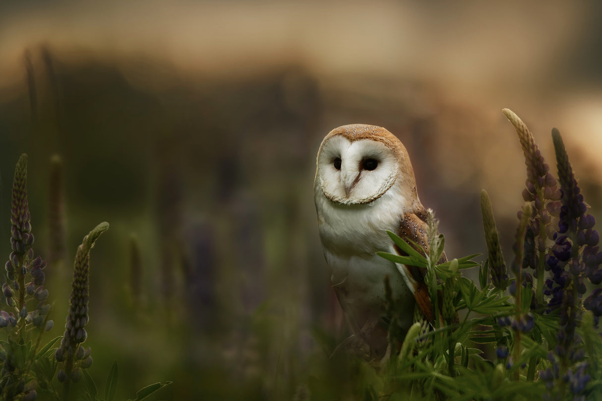 Barn owl Poster och Canvastavla