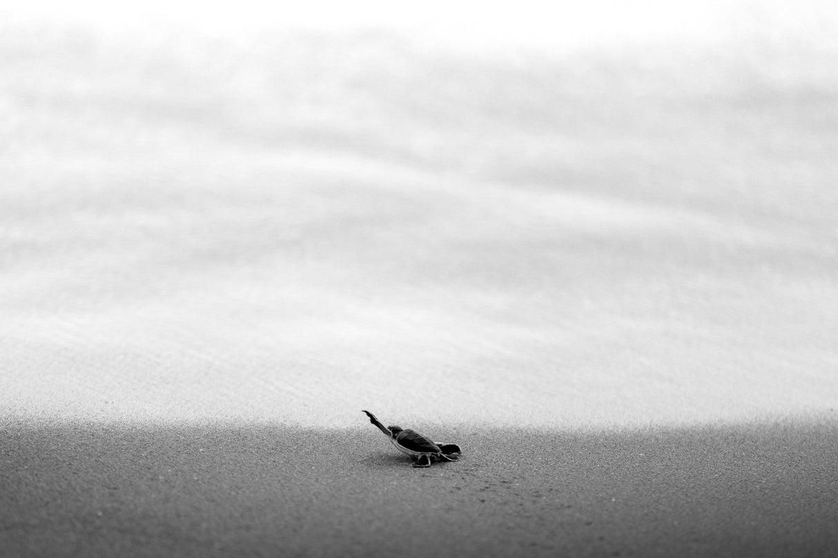 Turtle-hatching season Poster och Canvastavla