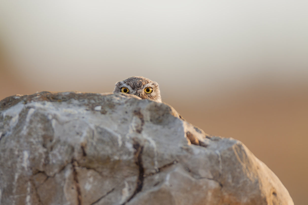 little owl Poster och Canvastavla