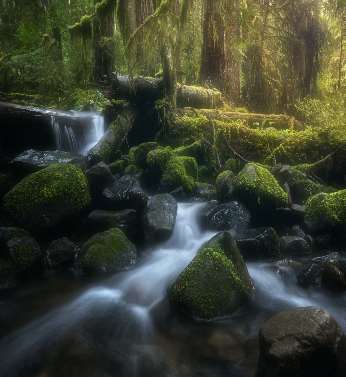 Sol Duc Cascade in spring Poster och Canvastavla