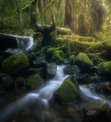 Sol Duc Cascade in spring Poster och Canvastavla