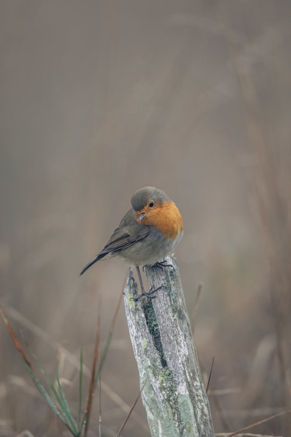 Portrait of a robin in autumn Poster och Canvastavla