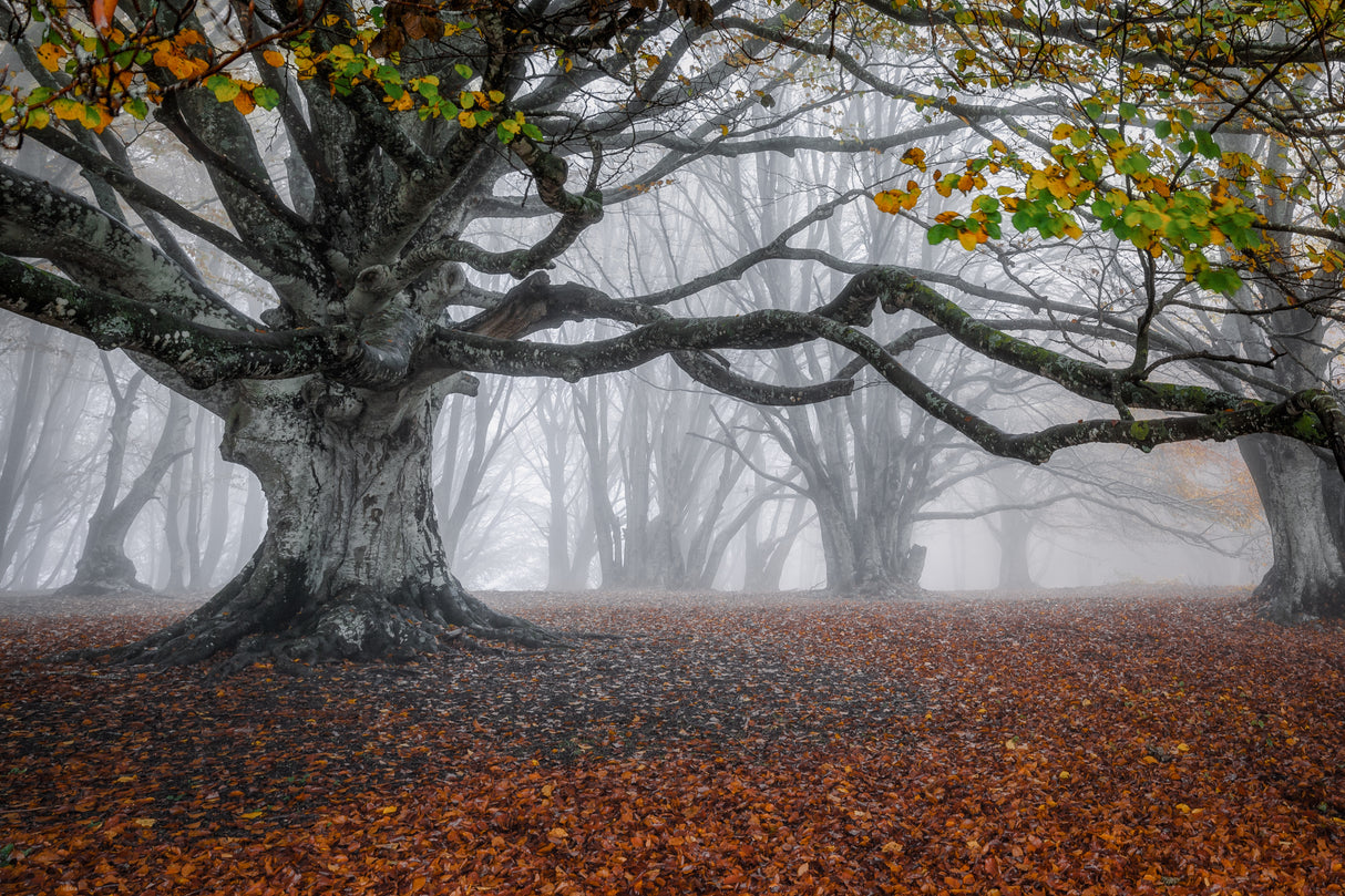 Autumn scenery Poster och Canvastavla