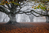 Autumn scenery Poster och Canvastavla