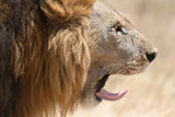 Lion Poster och Canvastavla