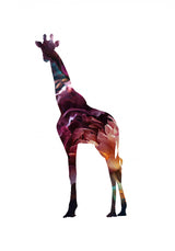 Flower Giraffe Poster och Canvastavla