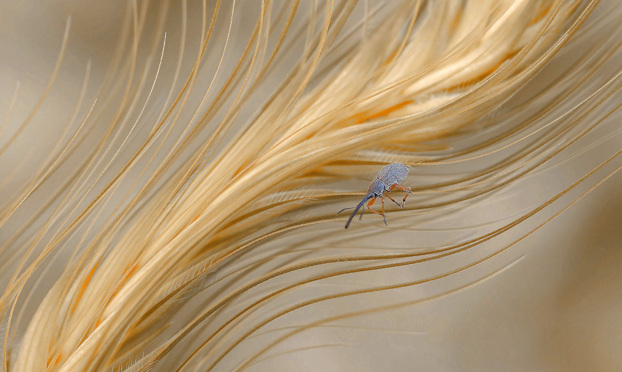 In the autumn wind... Poster och Canvastavla