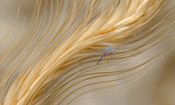 In the autumn wind... Poster och Canvastavla