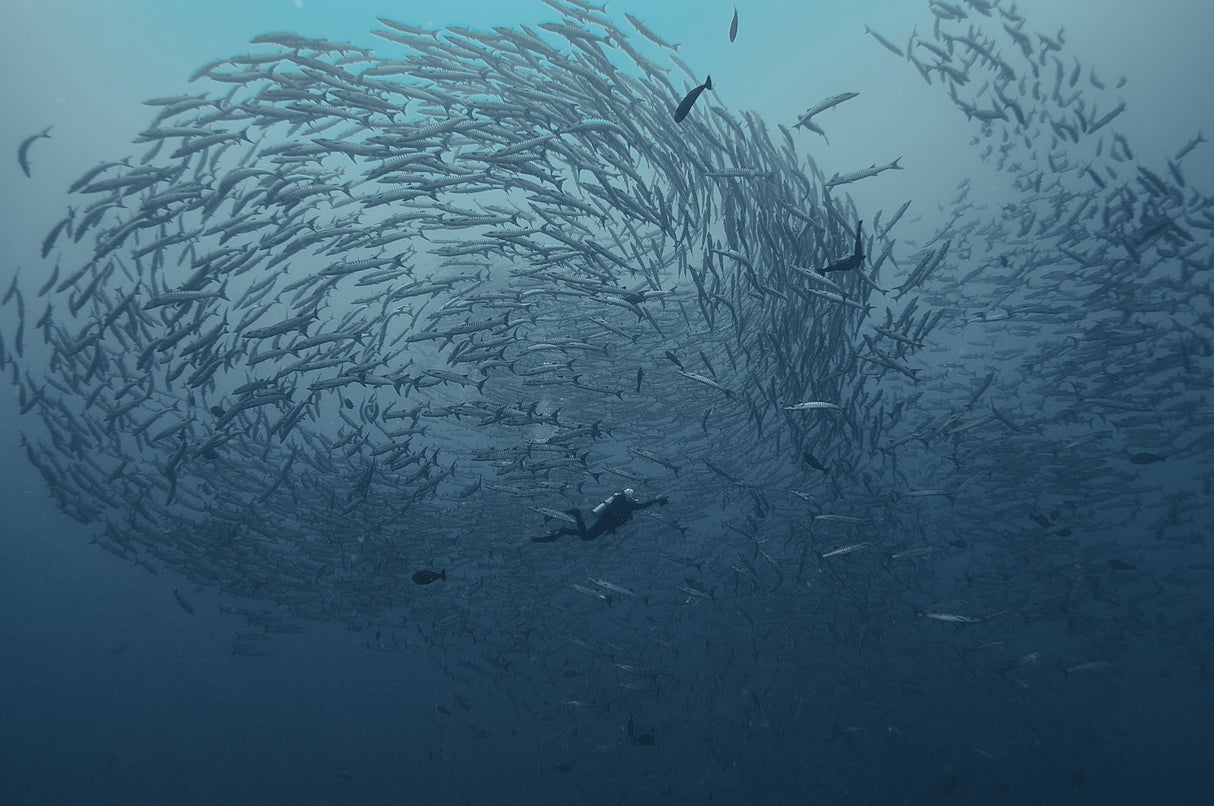 School fish Poster och Canvastavla