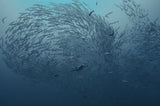 School fish Poster och Canvastavla
