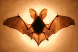 Bat Poster och Canvastavla