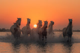 Sunset in Camargue Poster och Canvastavla