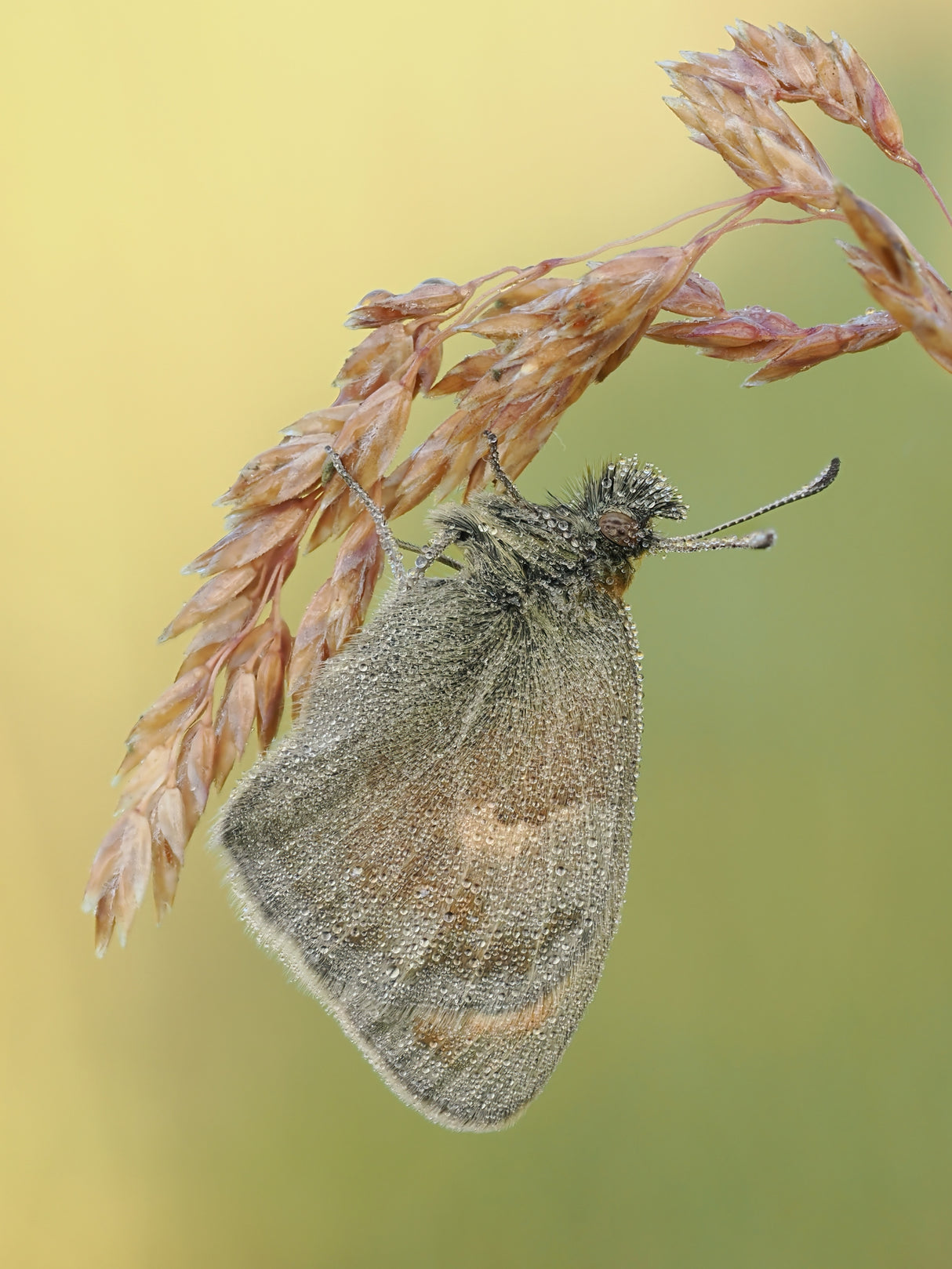 Coenonympha pamphilus Poster och Canvastavla