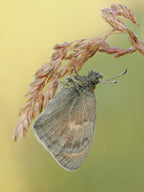Coenonympha pamphilus Poster och Canvastavla