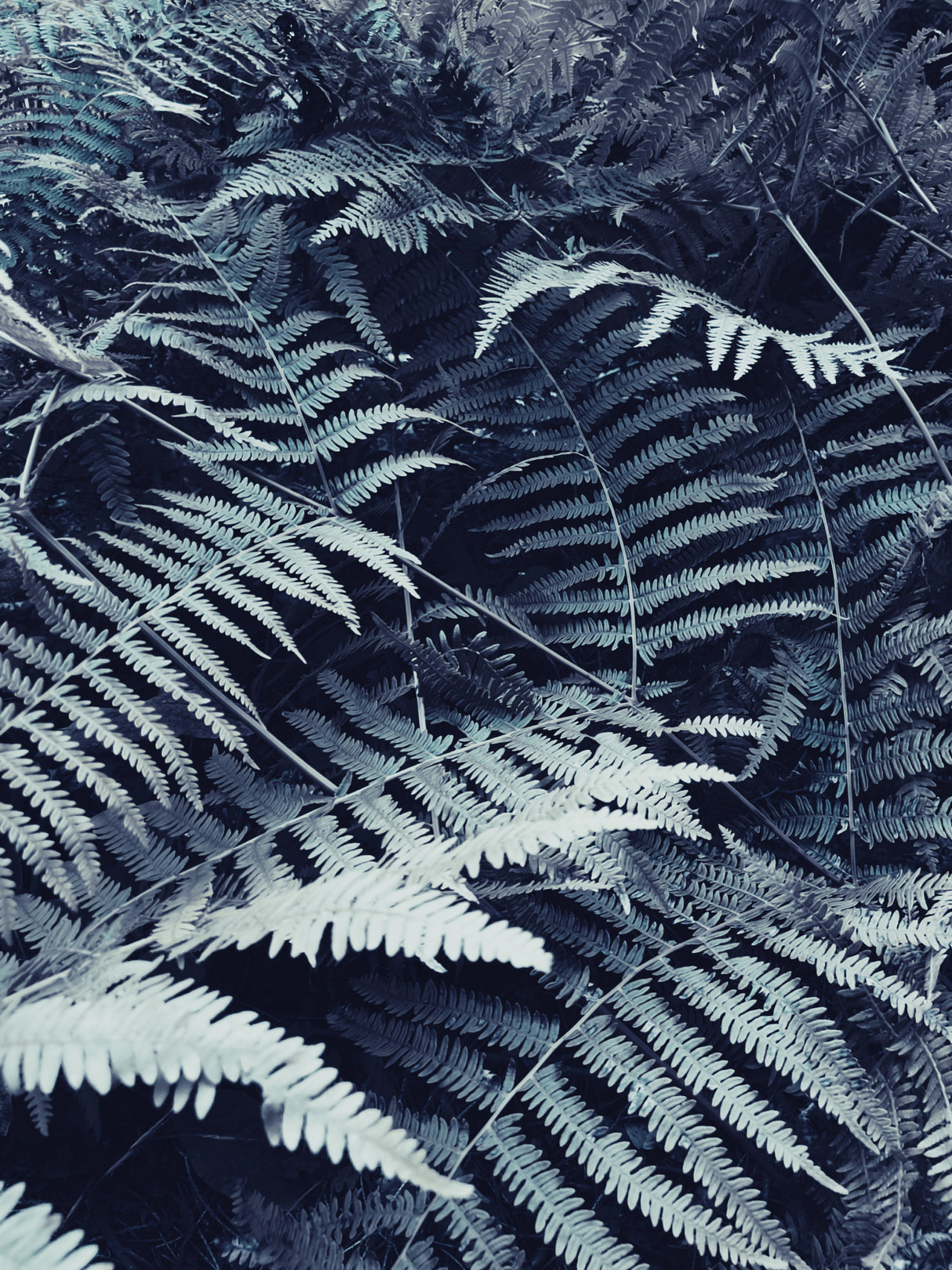 Plant leaves Poster och Canvastavla