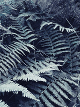 Plant leaves Poster och Canvastavla