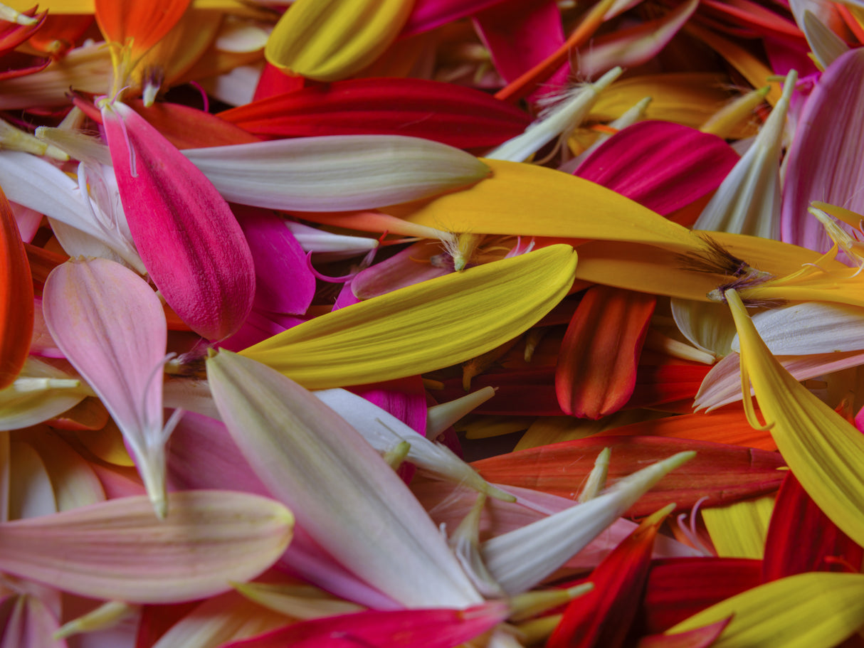 colorful flower petals Poster och Canvastavla