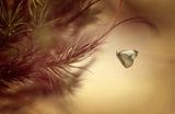 nature close-up Poster och Canvastavla