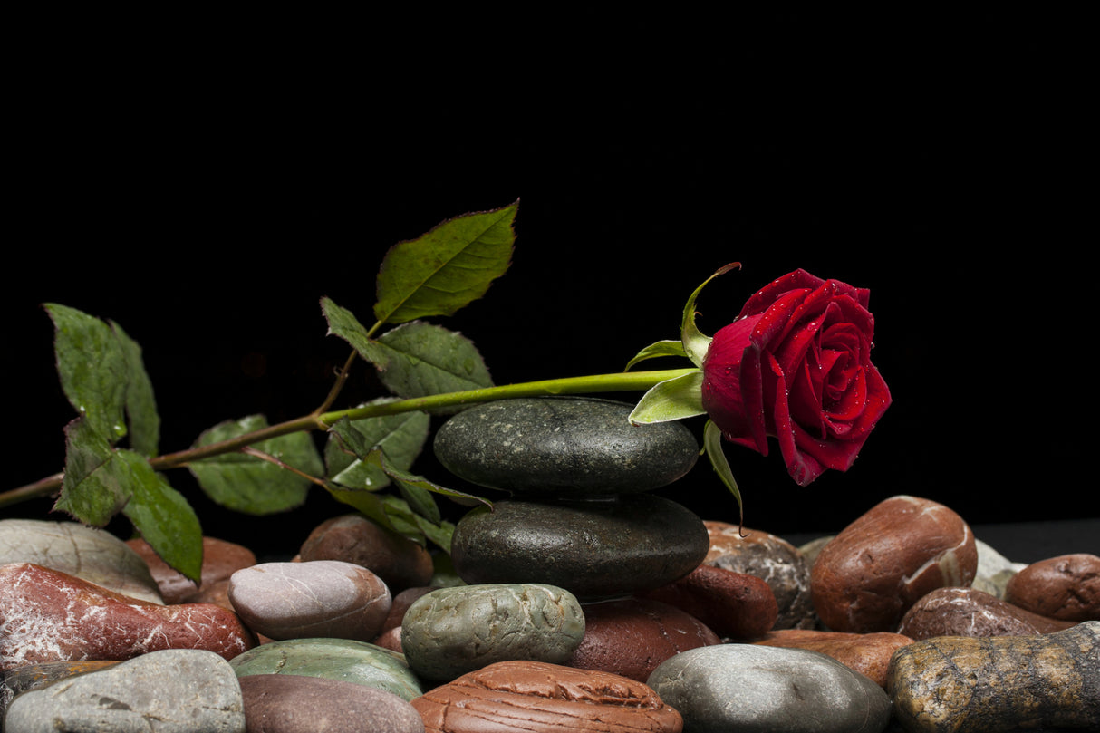 red rose Poster och Canvastavla