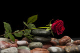 red rose Poster och Canvastavla