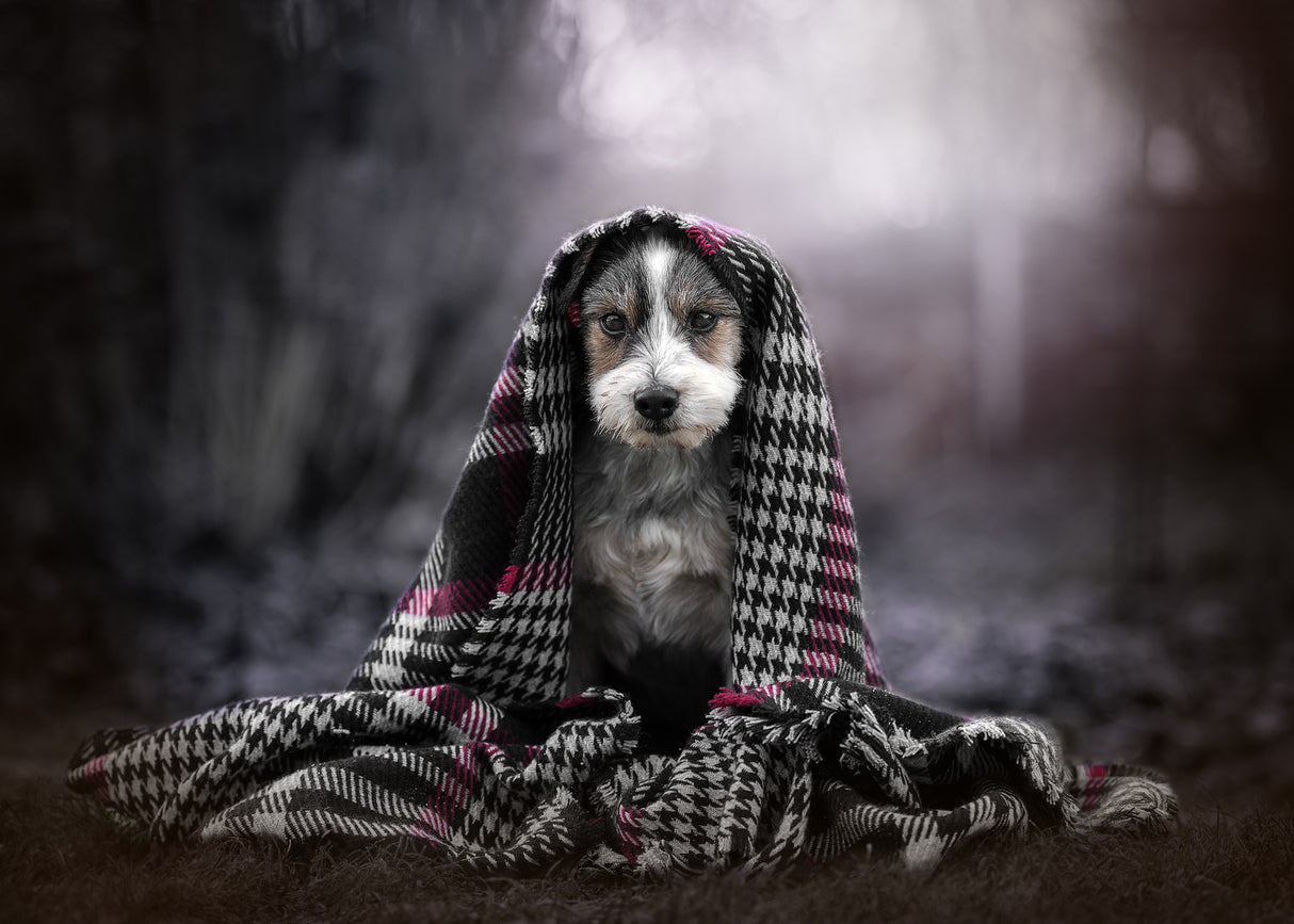 my little dog Poster och Canvastavla
